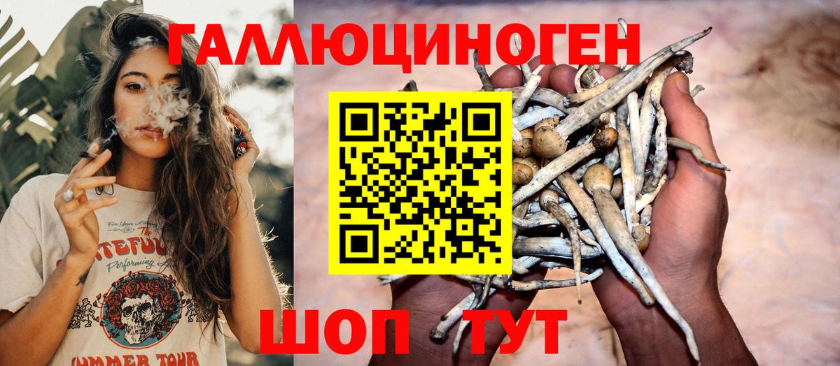 Псилоцибиновые грибы Psilocybe Жуковский